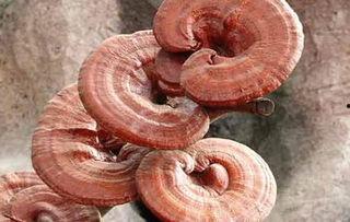 灵芝的资料,千年仙草的神奇功效与养生奥秘