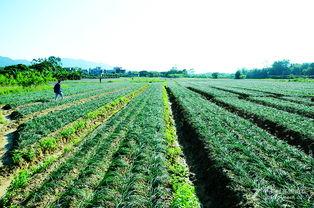 荞荞头图片,大自然的绿色瑰宝，营养与美味的完美结合